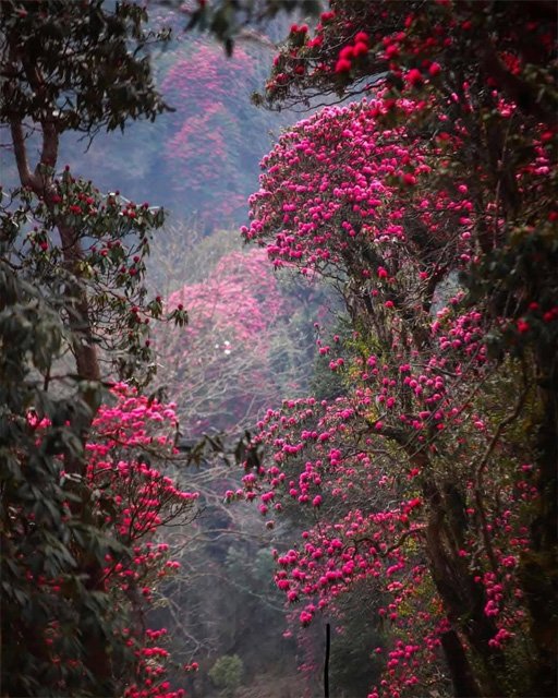 Barsey Rhododendron Sanctuary