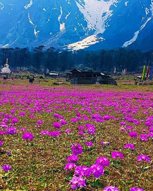 Yumthang Valley